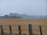 Field in Rain
