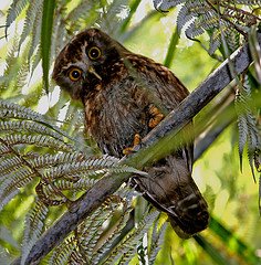 Morepork